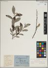 Foto von Salix lapponum L.